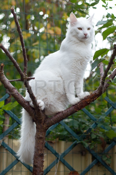 ANGORRA TURC 017.jpg